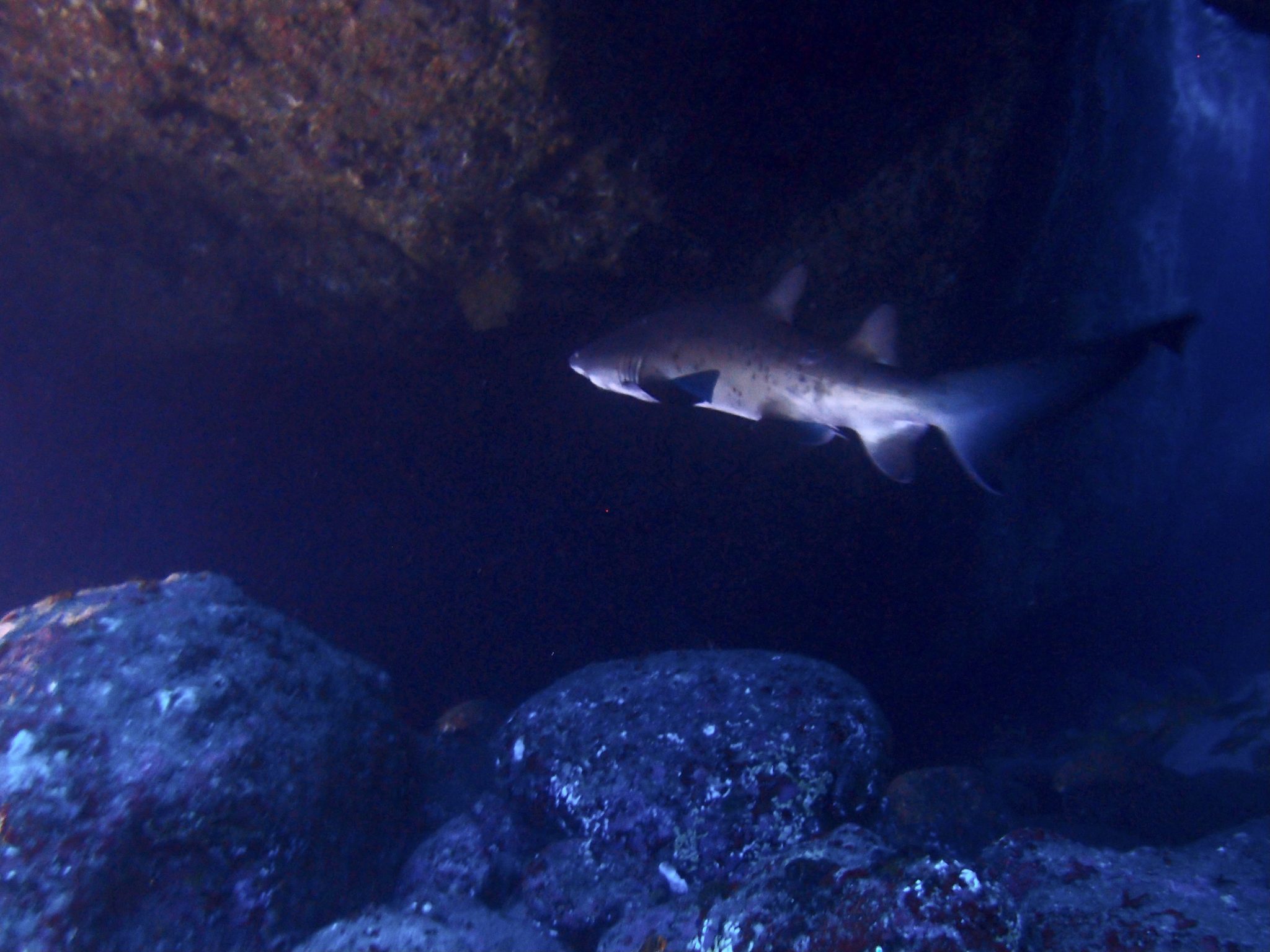 シロワニ setsuko’s room 海の生き物図鑑
