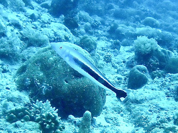 キツネアマダイ setsuko’s room 海の生き物図鑑